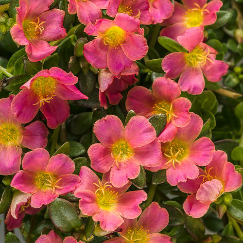 Portulaca umbraticola 'Mojave® Pink' – Romence Gardens & Greenhouses