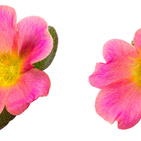 Portulaca umbraticola 'Mojave® Pink' flowers