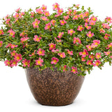 Portulaca umbraticola 'Mojave® Pink' in grower pot