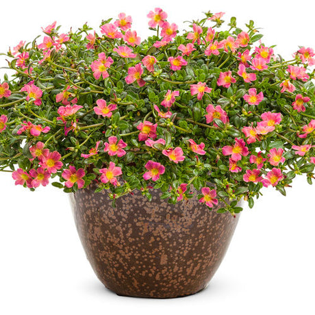 Portulaca umbraticola 'Mojave® Pink' in grower pot