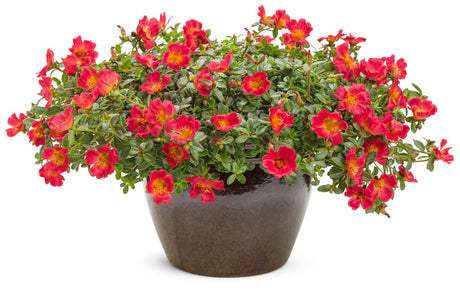 Portulaca umbraticola 'Mojave® Red' in decorative pot