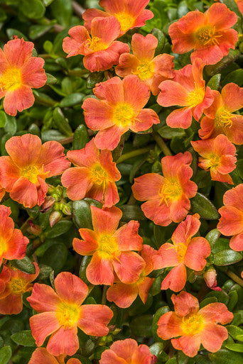 orange blooming succulent Proven Winners Portulaca umbraticola 'Mojave Tangerine'