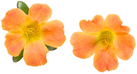 Portulaca umbraticola 'Mojave® Tangerine' flowers