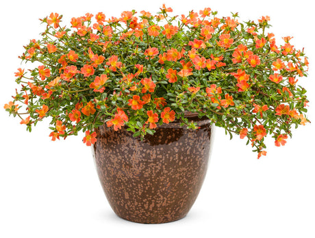 Portulaca umbraticola 'Mojave® Tangerine' in decorative pot