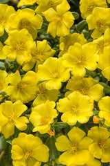 Portulaca umbraticola 'Mojave® Yellow'