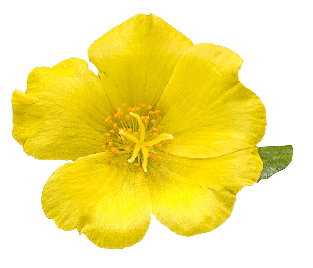 Portulaca umbraticola 'Mojave® Yellow' flower