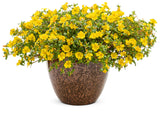 Portulaca umbraticola 'Mojave® Yellow' in decorative pot