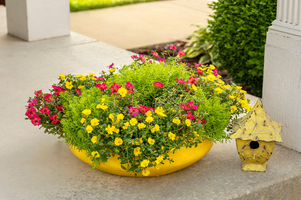 Portulaca umbraticola 'Mojave® Yellow' combination