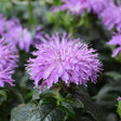 Monarda Sugar Buzz™ 'Blue Moon'