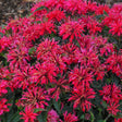 Monarda Sugar Buzz™ 'Cherry Pops'