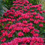 Monarda Sugar Buzz™ 'Cherry Pops'