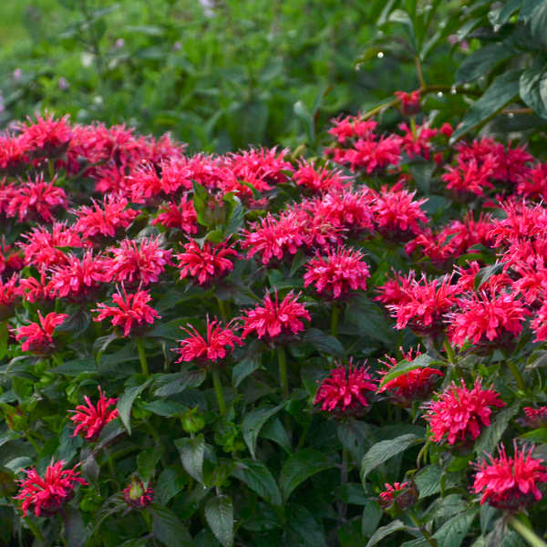 Monarda Sugar Buzz™ 'Cherry Pops'