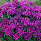 Monarda Sugar Buzz™ 'Grape Gumball'