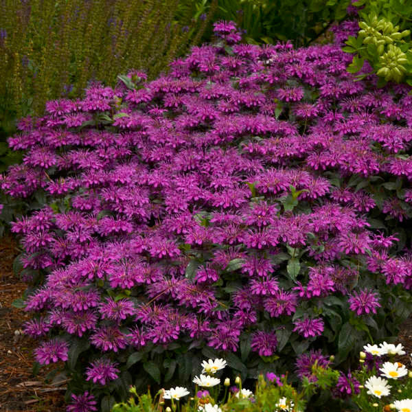 Monarda Sugar Buzz™ 'Grape Gumball'