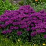 Monarda Sugar Buzz™ 'Grape Gumball'