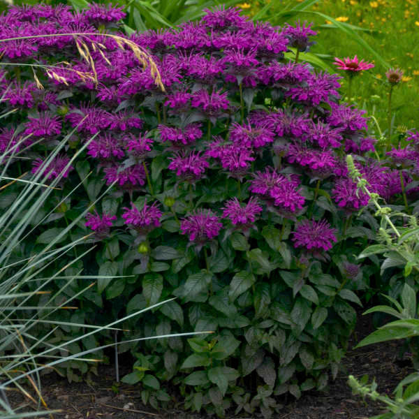 Monarda Sugar Buzz™ 'Grape Gumball'a