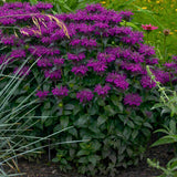 Monarda Sugar Buzz™ 'Grape Gumball'a