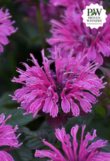 Monarda UPSCALE™ 'Lavender Taffeta'