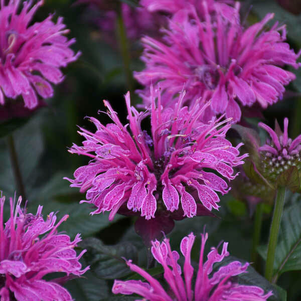 Monarda UPSCALE™ 'Lavender Taffeta'