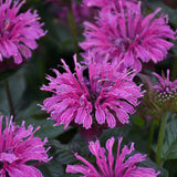 Monarda UPSCALE™ 'Lavender Taffeta'