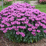 Monarda UPSCALE™ 'Lavender Taffeta'