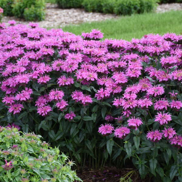 Monarda UPSCALE™ 'Lavender Taffeta'