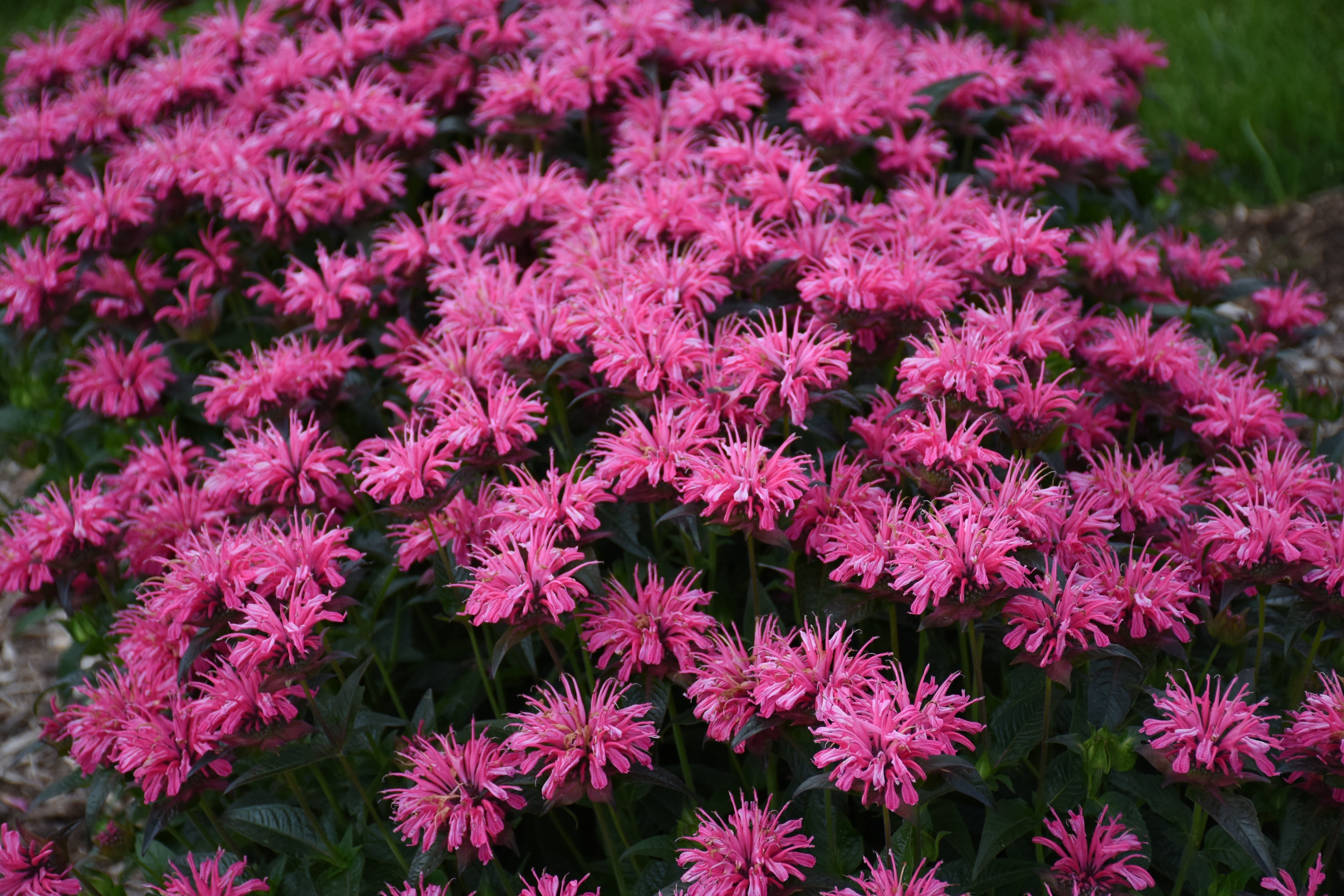 Monarda didyma 'Pardon My Purple' – Romence Gardens & Greenhouses