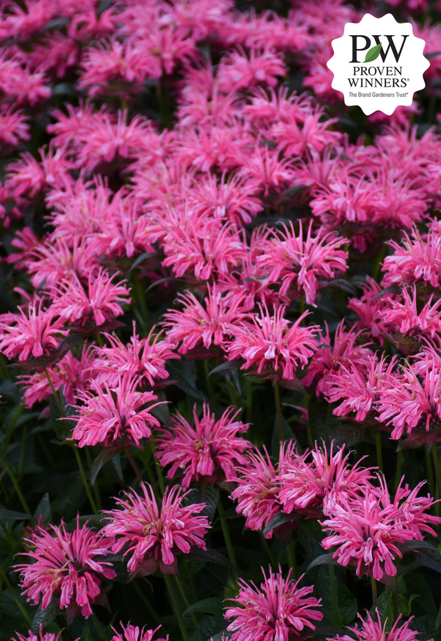 Monarda UPSCALE™ 'Pink Chenille'