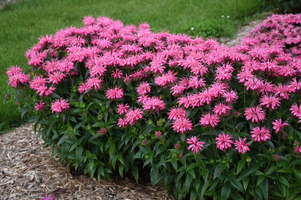 Monarda UPSCALE™ 'Pink Chenille'