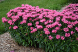 Monarda UPSCALE™ 'Pink Chenille'