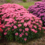 Monarda UPSCALE™ 'Pink Chenille'