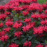 Monarda UPSCALE™ 'Red Velvet'