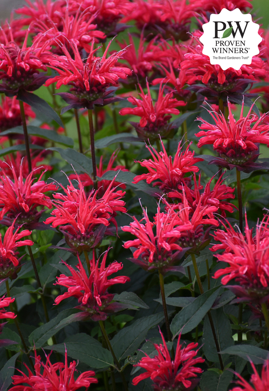 Monarda didyma 'Pardon My Purple' – Romence Gardens & Greenhouses