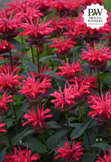 Monarda UPSCALE™ 'Red Velvet'