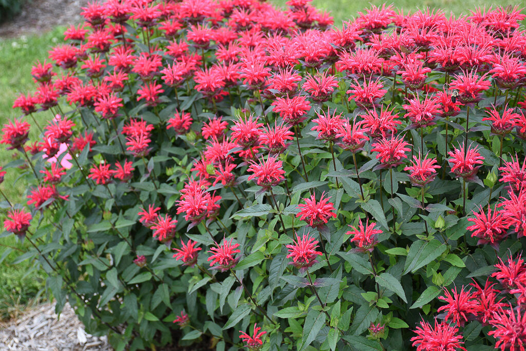 Monarda UPSCALE™ 'Red Velvet'