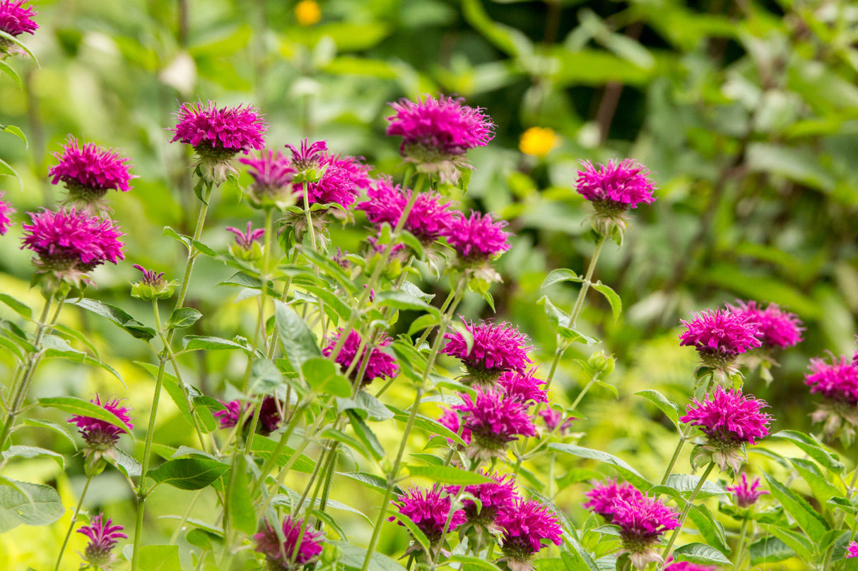 Monarda didyma 'Purple Rooster'