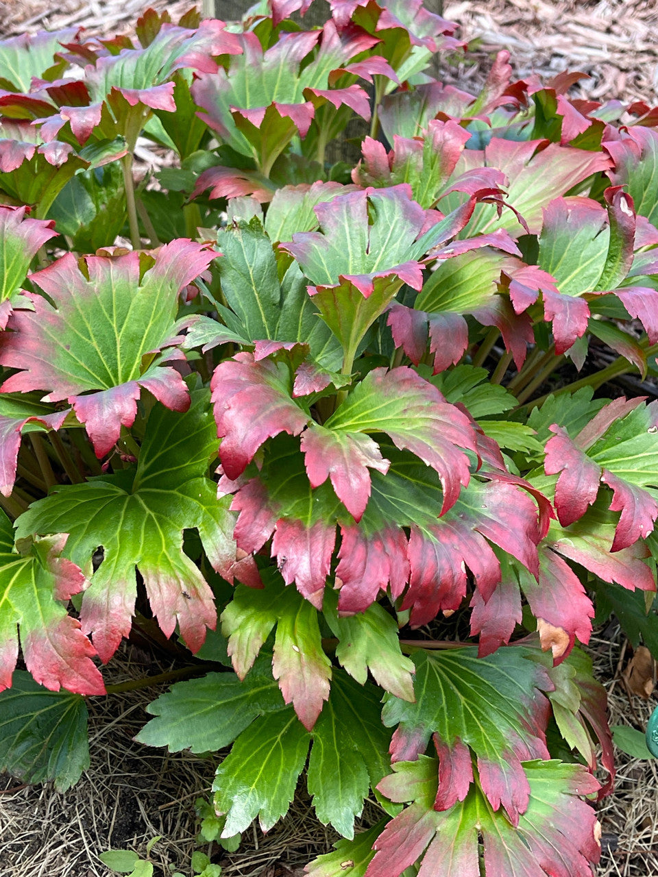 Mukgenia 'Nova Flame'