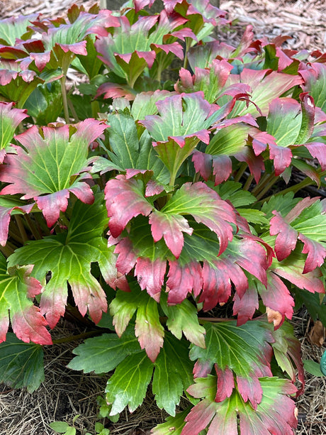 Mukgenia 'Nova Flame'