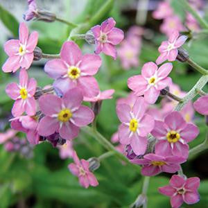 Myosotis sylvatica 'Sylva Rosylva'