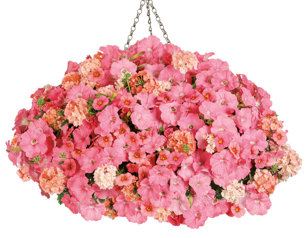 Proven Winners® 'Acapulco Sun' Combination Kit – Romence Gardens