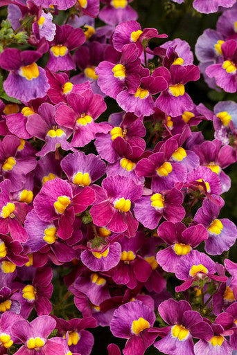 Nemesia fruticans 'Aromance® Mulberry™'