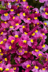 Nemesia fruticans 'Aromance® Mulberry™'