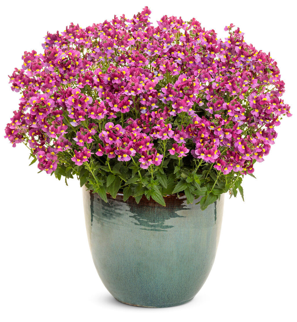 Nemesia fruticans 'Aromance® Mulberry™' in decorative pot