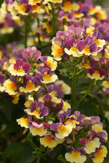 Nemesia 'SunGlow™ Yellow Bicolor'