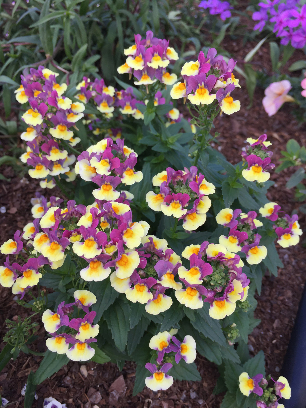 Nemesia 'SunGlow™ Yellow Bicolor'