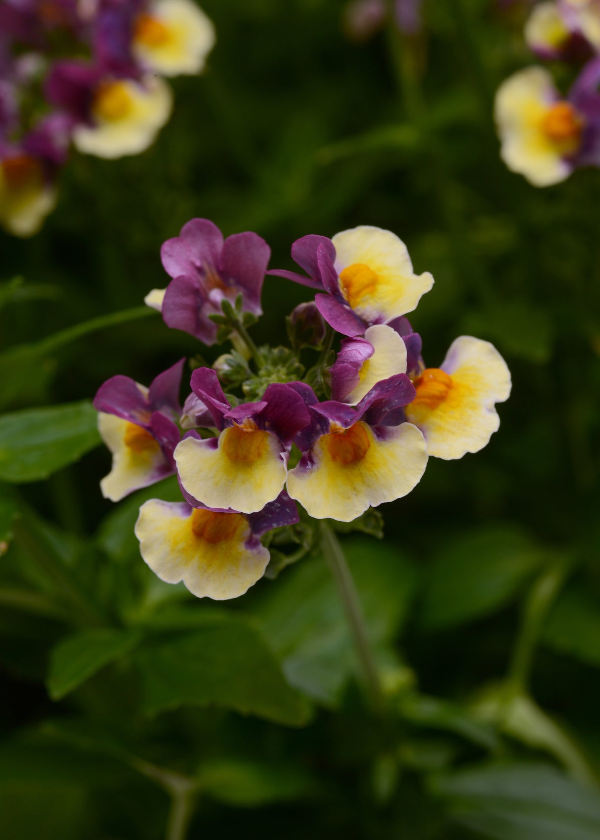 Nemesia 'SunGlow™ Yellow Bicolor'