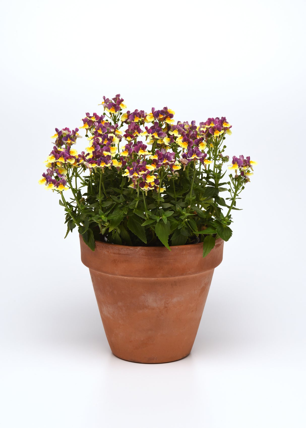 Nemesia 'SunGlow™ Yellow Bicolor'