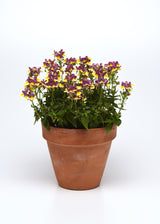 Nemesia 'SunGlow™ Yellow Bicolor'