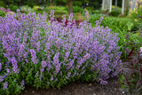 Nepeta faassenii 'Cat's Meow'