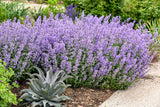 Nepeta faassenii 'Cat's Meow'